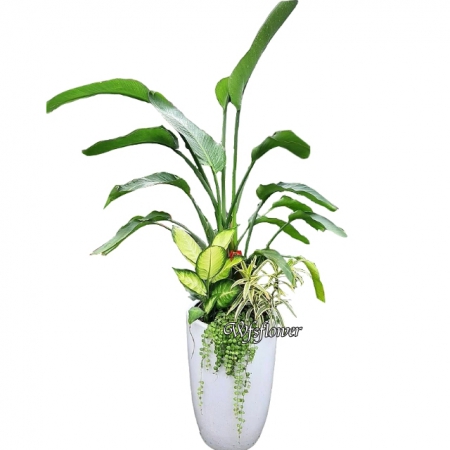 E091天堂鳥大型盆景吉祥花禮開幕賀禮台南市花店