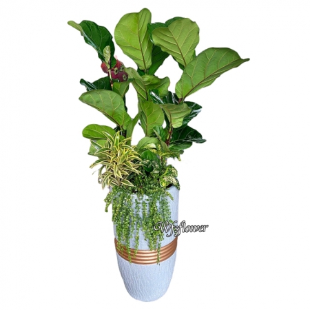 E092琴榕樹大型盆景吉祥花禮開幕賀禮台南市花店