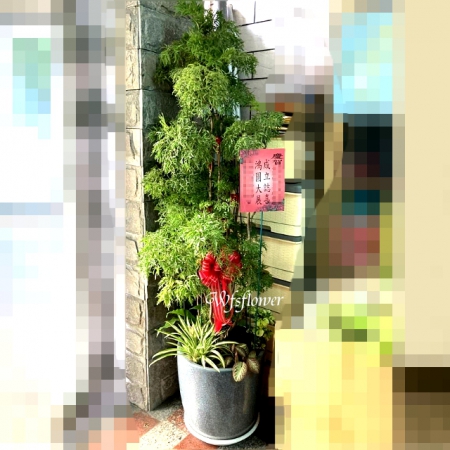 E093福祿桐盆景慶賀開幕落成台南市花店