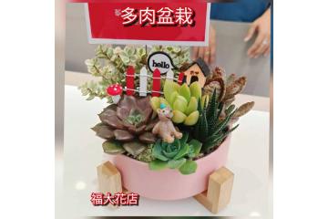 台北多肉盆栽專送