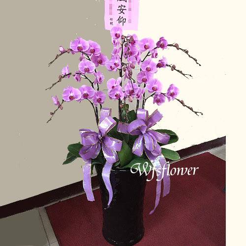 H028雅韻蝴蝶蘭盆景台南市花店