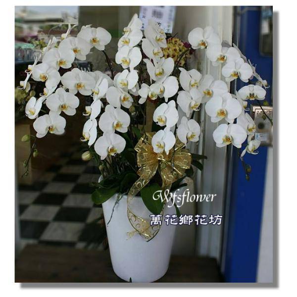 H006蝴蝶蘭組合盆景優雅蝴蝶蘭台南市花店