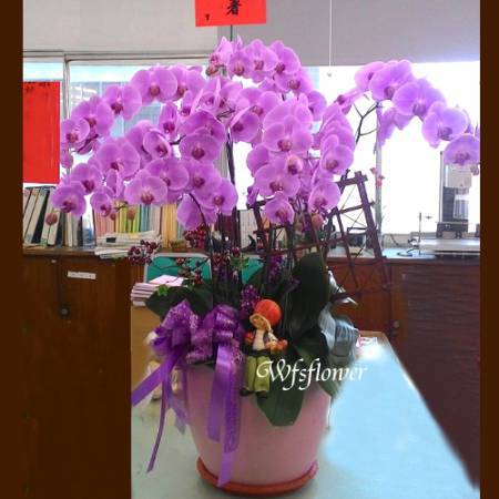 H061蝴蝶蘭花組合盆景居家佈置開幕落成賀禮台南市花店