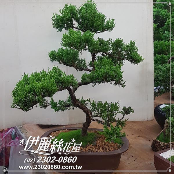 伊麗絲花屋台北花店taipei Flower Shop Fef