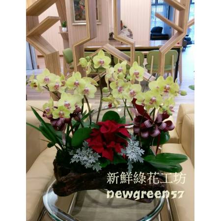 B006蝴蝶蘭組合盆栽開幕落成賀禮、喬遷、祝賀盆栽