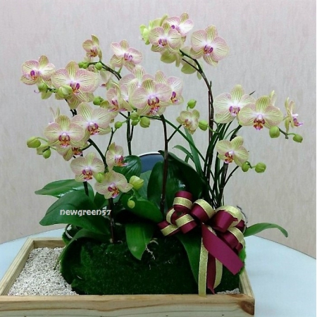 B001高貴蘭花