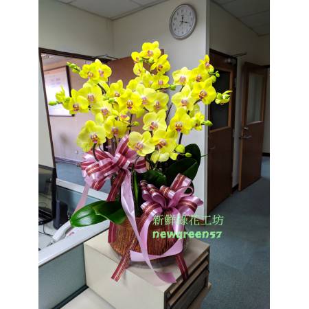 B007蝴蝶蘭組合盆栽開幕落成賀禮、喬遷、祝賀盆栽