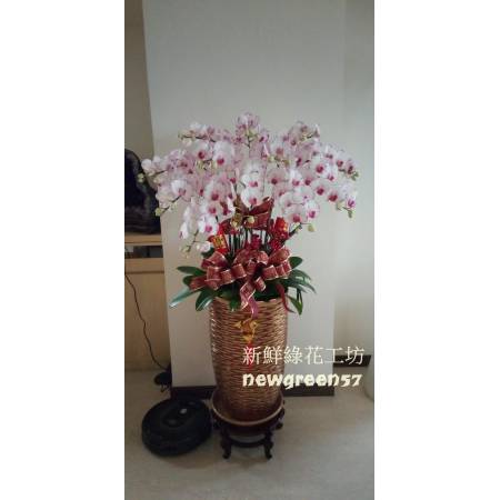 B009蘭花