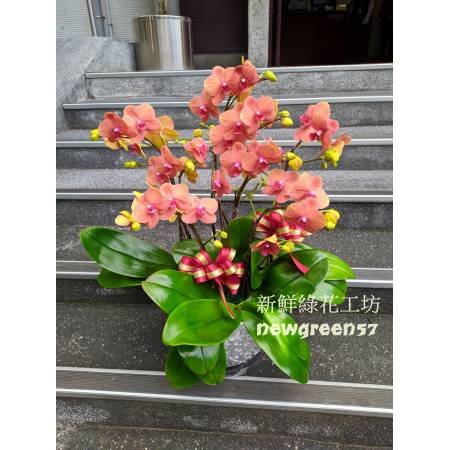 B011蘭花