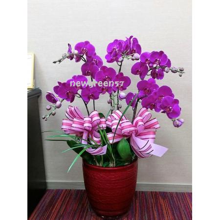 B015蘭花