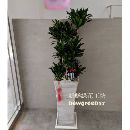 C012阿波羅