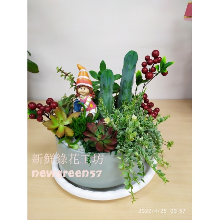 C014多肉植物