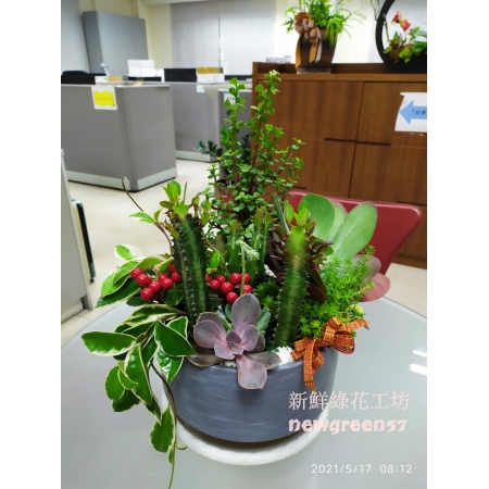 C016多肉植物