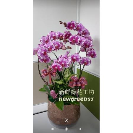 B021高貴蘭花蘭花盆景