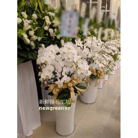 B023蘭花盆景高貴蘭花