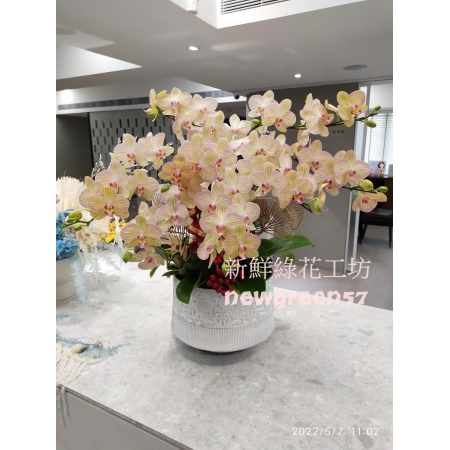 B025蘭花盆景高貴蘭花
