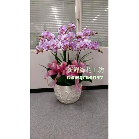 B027蘭花盆景高貴蘭花