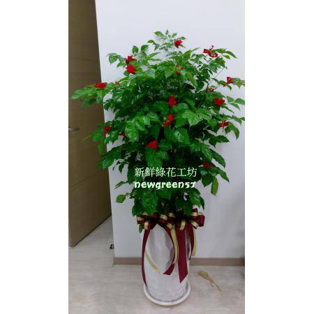 C035旺財樹