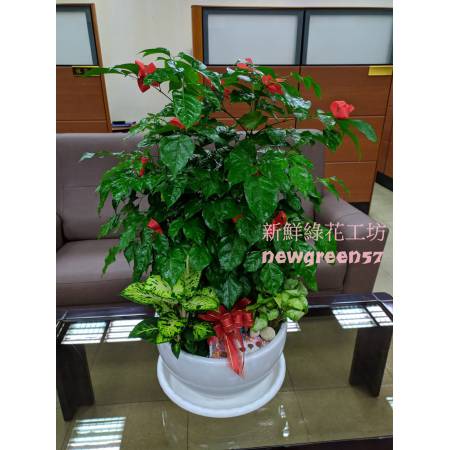 C037旺財樹