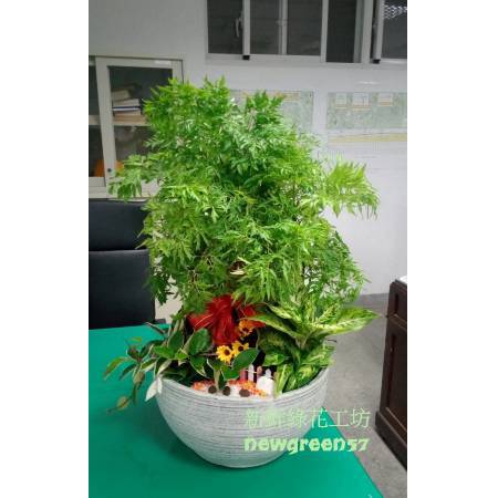 C038富貴樹