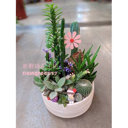 C048多肉植物