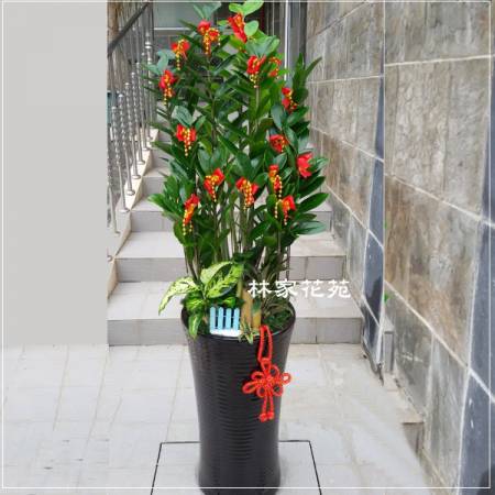 D003金錢樹組合盆景吉祥花禮開幕賀禮