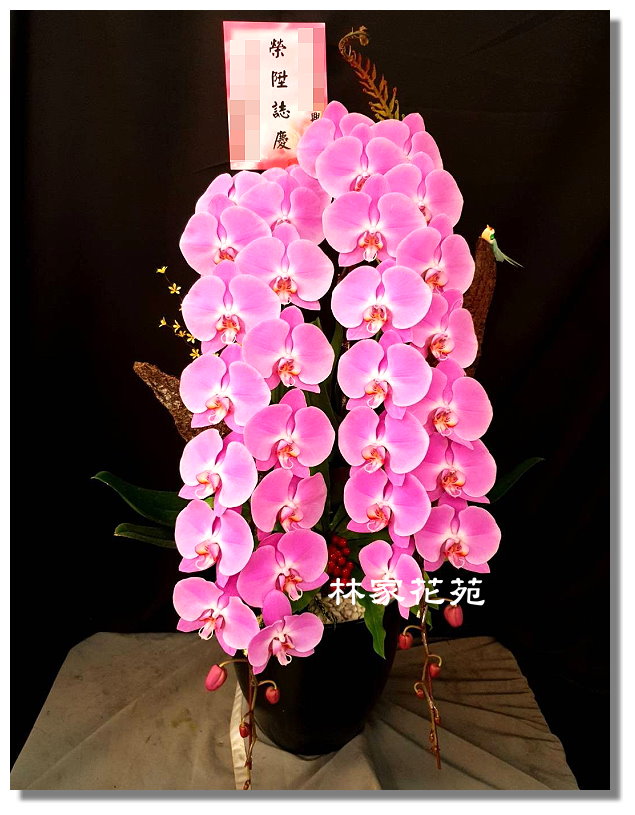林家花苑新北市花店永和花店 林家花苑新北市花店永和花店