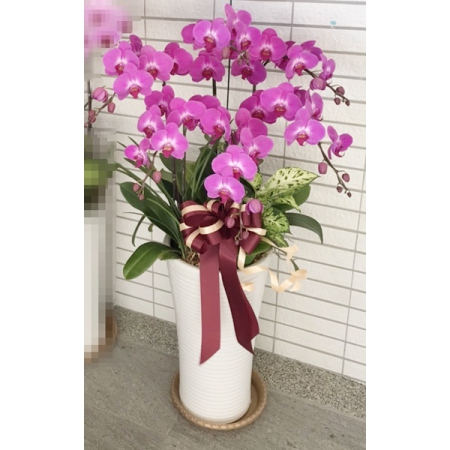 E0012祝賀蘭花-6株