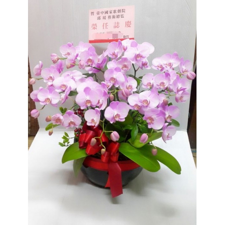 H002祝賀蘭花盆栽喬遷之喜榮陞誌喜開幕盆栽高雅蘭花