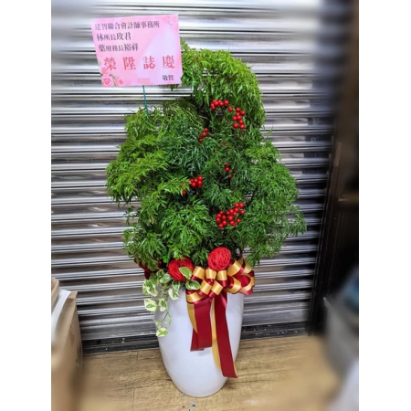 F021開幕盆栽祝賀盆栽花獻幸福花坊