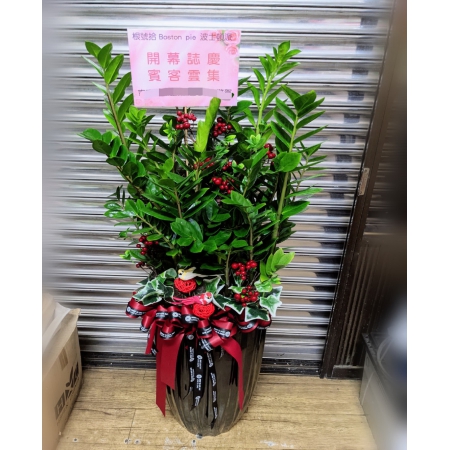 F040開幕盆栽祝賀盆栽花獻幸福花坊